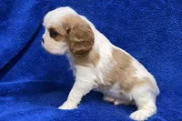 Tyson, a male Cavalier King Charles Spaniel for sale in Buffalo, MO – Photo 9 of 9