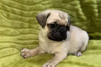Jax, a female Pug for sale in Buffalo, MO – 7 of 7