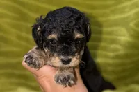Sam, a male Poodle - Toy  for sale in Buffalo, MO – 2 of 6