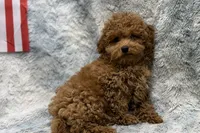 Bandit, a male Poodle - Toy  for sale in Buffalo, MO – 4 of 7