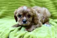 Rip, a male Cavalier King Charles Spaniel for sale in Buffalo, MO – 6 of 7