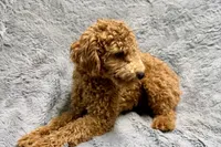 Maggie, a female Poodle - Toy  for sale in Buffalo, MO – 7 of 8