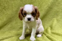 Luke, a male Cavalier King Charles Spaniel for sale in Buffalo, MO – 4 of 6