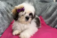 Lolly, a female Lhasa Apso for sale in Buffalo, MO – 4 of 8