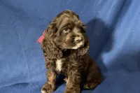 Hazel, a female Cocker Spaniel for sale in Buffalo, MO – 7 of 8