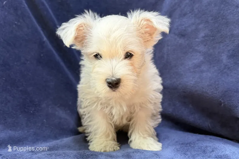 Waylon – West Highland White Terrier puppy for sale in Buffalo, MO