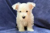 Waylon, a male West Highland White Terrier for sale in Buffalo, MO – 1 of 3