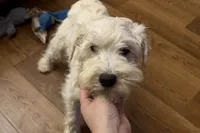 Patty, a female Miniature Schnauzer for sale in Buffalo, MO – Photo 5 of 5