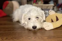 Patty, a female Miniature Schnauzer for sale in Buffalo, MO – Photo 1 of 5