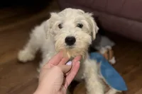 Patty, a female Miniature Schnauzer for sale in Buffalo, MO – Photo 4 of 5