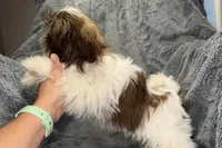 Duce, a male Shih Tzu for sale in Buffalo, MO – 7 of 8