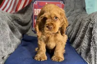 Mally, a female Cocker Spaniel for sale in Buffalo, MO – 6 of 7