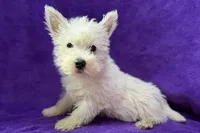Wilma, a female West Highland White Terrier for sale in Buffalo, MO – 1 of 5