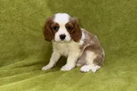 Landon, a male Cavalier King Charles Spaniel for sale in Buffalo, MO – 7 of 7