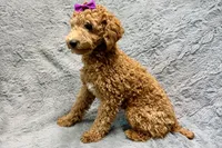 Maggie, a female Poodle - Toy  for sale in Buffalo, MO – 5 of 8