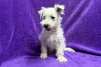 Paisley, a female West Highland White Terrier for sale in Buffalo, MO – 7 of 9