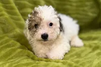 Lil Daxton, a male Poodle - Toy  for sale in Buffalo, MO – 1 of 6