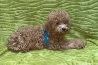 Maggie, a female Poodle - Toy  for sale in Buffalo, MO – 6 of 9