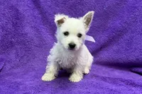 Lottie, a female West Highland White Terrier for sale in Buffalo, MO – 6 of 9