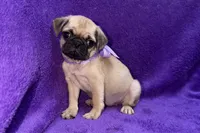 Juniper, a female Pug for sale in Buffalo, MO – 6 of 6