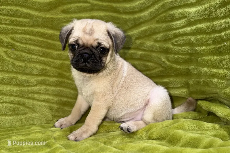 Jax – Pug puppy for sale in Buffalo, MO
