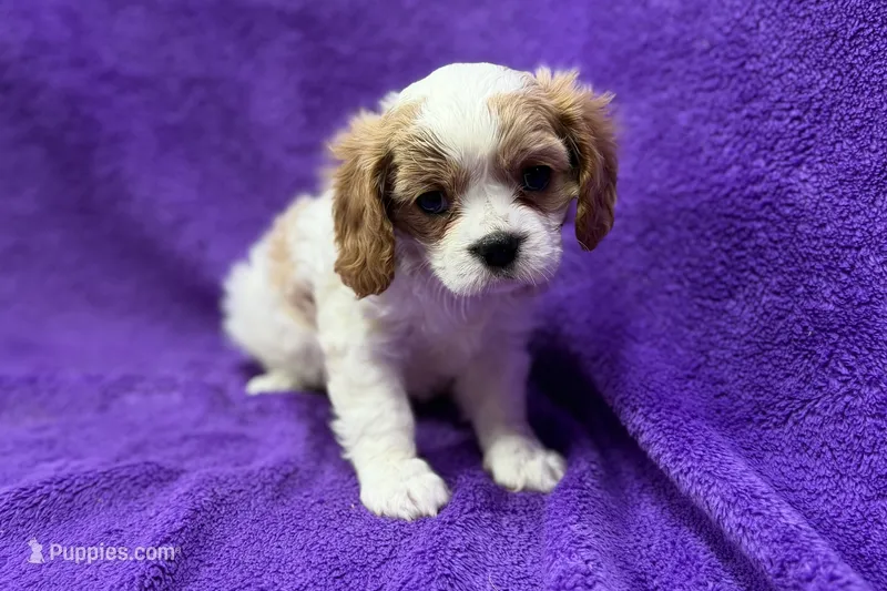 Rachel – Cavalier King Charles Spaniel puppy for sale in Buffalo, MO