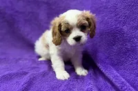 Rachel, a female Cavalier King Charles Spaniel for sale in Buffalo, MO – 1 of 6