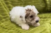 Lil Daxton, a male Poodle - Toy  for sale in Buffalo, MO – 2 of 6