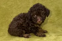 Oreo, a male Poodle - Toy  for sale in Buffalo, MO – 6 of 7