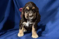 Hattie, a female Cocker Spaniel for sale in Buffalo, MO – 5 of 7