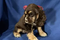 Hattie, a female Cocker Spaniel for sale in Buffalo, MO – 3 of 7