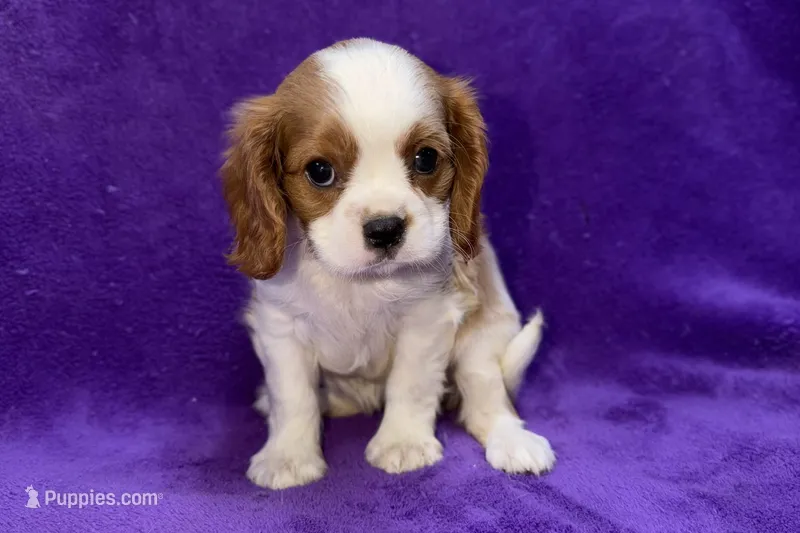 Layla – Cavalier King Charles Spaniel puppy for sale in Buffalo, MO