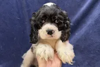 Chase, a male Cocker Spaniel for sale in Buffalo, MO – 3 of 5