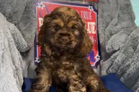 Mia, a female Cocker Spaniel for sale in Buffalo, MO – 5 of 7