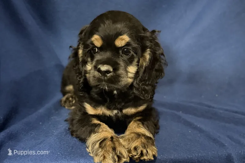 Hugo – Cocker Spaniel puppy for sale in Buffalo, MO