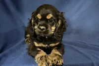 Hugo, a male Cocker Spaniel for sale in Buffalo, MO – 1 of 7