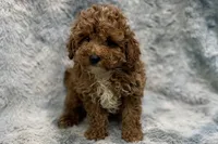 Lee, a male Poodle - Toy  for sale in Buffalo, MO – 4 of 5