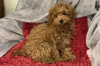 Reggie, a male Poodle - Toy  for sale in Buffalo, MO – Photo 5 of 6