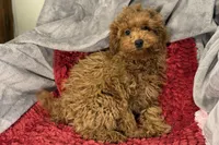 Reggie, a male Poodle - Toy  for sale in Buffalo, MO – Photo 6 of 6