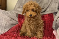 Reggie, a male Poodle - Toy  for sale in Buffalo, MO – Photo 2 of 6