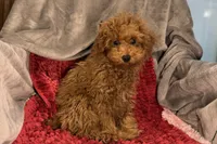 Reggie, a male Poodle - Toy  for sale in Buffalo, MO – Photo 4 of 6