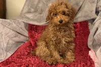 Reggie, a male Poodle - Toy  for sale in Buffalo, MO – Photo 1 of 6
