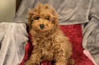 Reggie, a male Poodle - Toy  for sale in Buffalo, MO – Photo 3 of 6