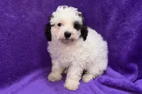 Lil Dixie, a female Poodle - Toy  for sale in Buffalo, MO – 6 of 9