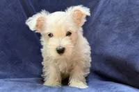 Waylon, a male West Highland White Terrier for sale in Buffalo, MO – 3 of 3
