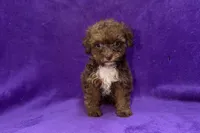 Onyx, a female Poodle - Toy  for sale in Buffalo, MO – 2 of 5