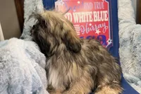 Romeo, a male Lhasa Apso for sale in Buffalo, MO – 6 of 6