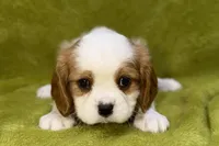 Titus, a male Cavalier King Charles Spaniel for sale in Buffalo, MO – 2 of 6