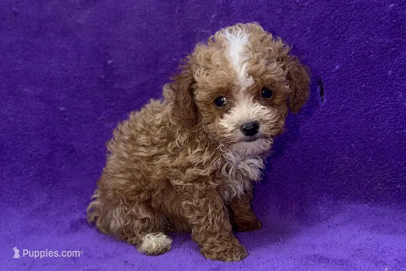 Opal – Poodle - Toy  puppy for sale in Buffalo, MO