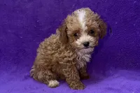 Opal, a female Poodle - Toy  for sale in Buffalo, MO – 1 of 5